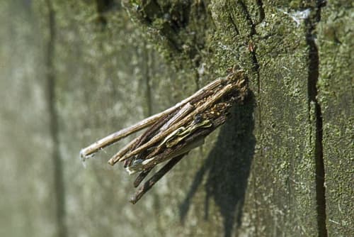 Common Bagworm Moth