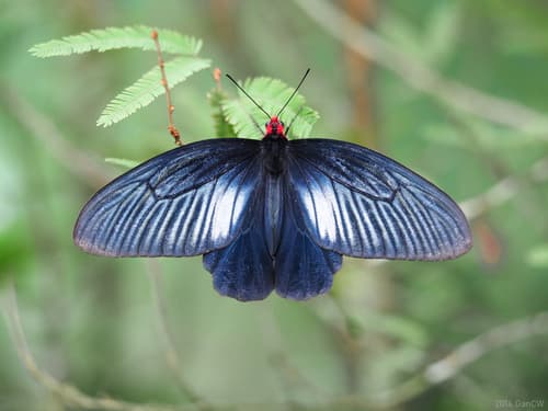 Common Batwing