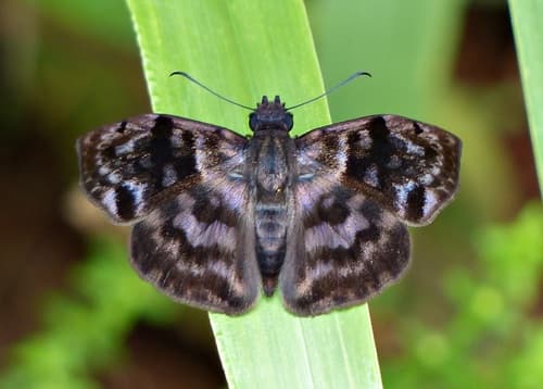 Common Bent-Skipper