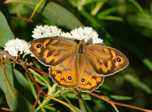 Common Brown