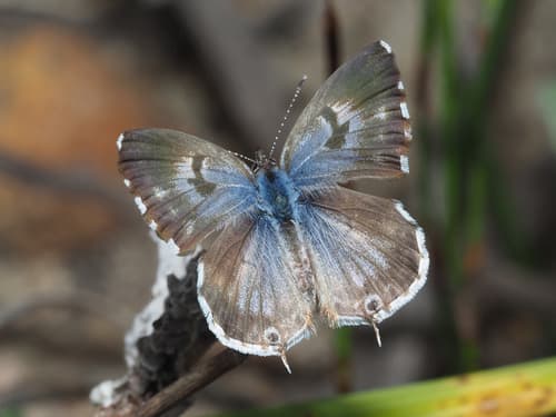 Common Bush Blue