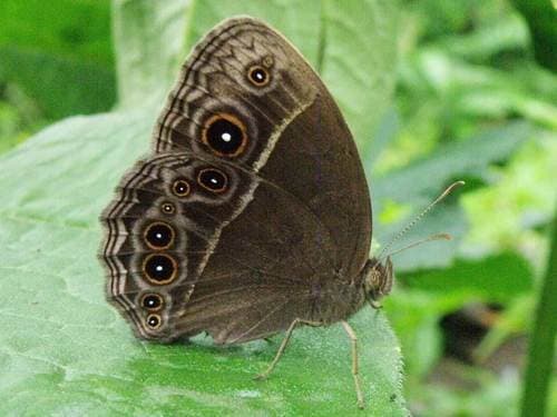 Common Bush Brown