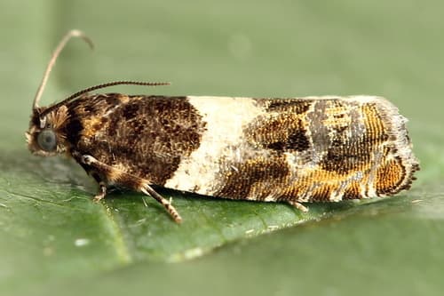 Common Cloaked Shoot