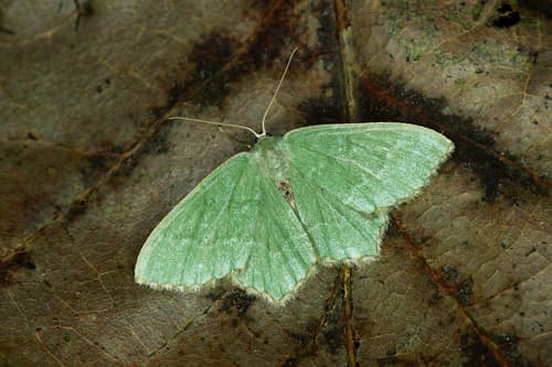 Common Emerald