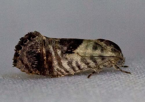 Common Eupselia Moth