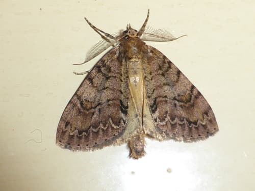 Common Forest Looper