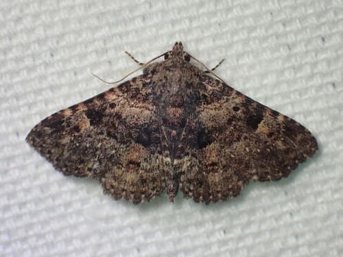Common Fungus Moth