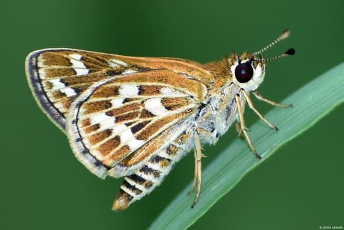 Common Grass-dart