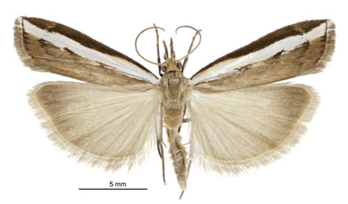 Common grass moth
