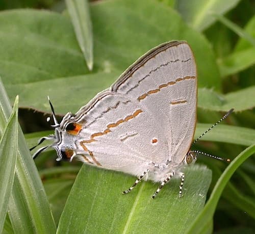 Common Hairstreak