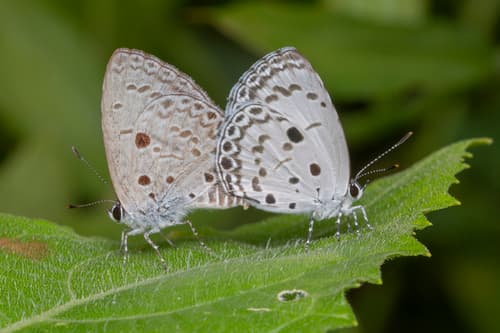 Common Hedge Blue
