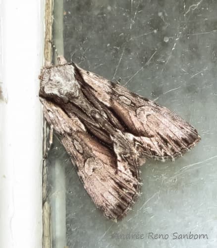Common Hyppa Moth