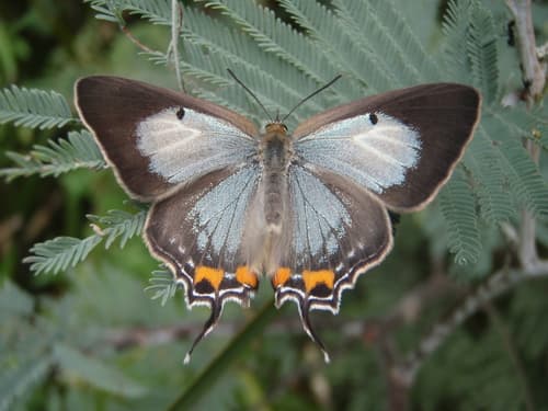 Common Imperial Blue