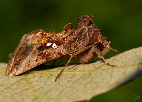 Common Looper Moth