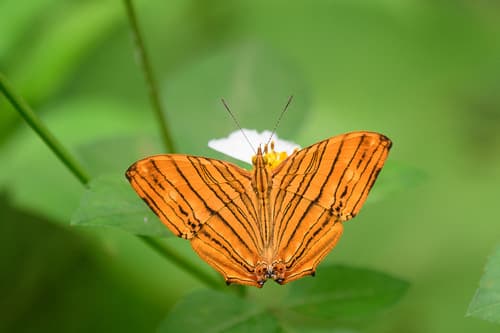 Common Maplet