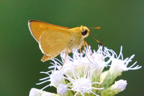 Common Mellana