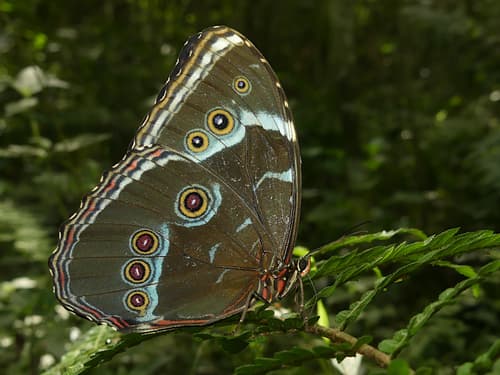 Common Morpho