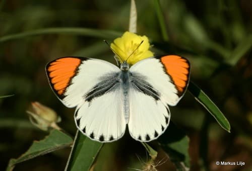 Common Orange Tip