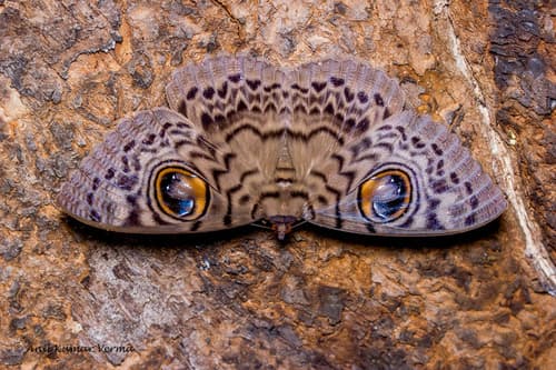 Common Owl Moth