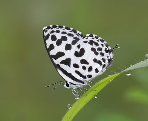 Common Pierrot