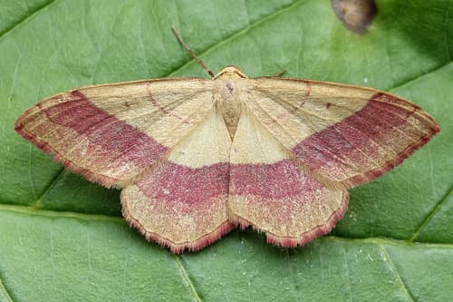 Common Pink-barred