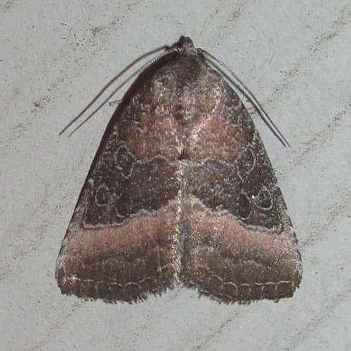 Common Pinkband