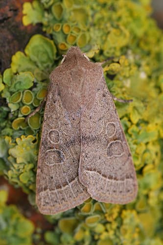 Common Quaker