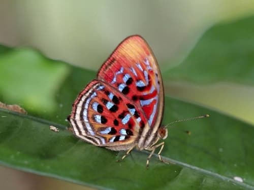 Common Red Harlequin