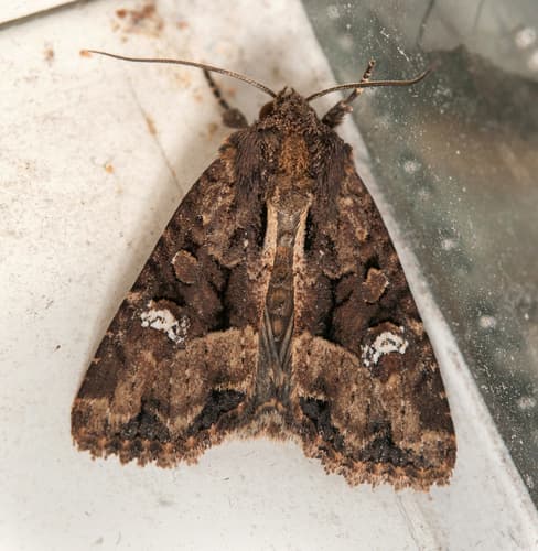 Common rustic
