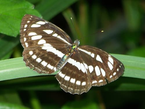 Common Sailer
