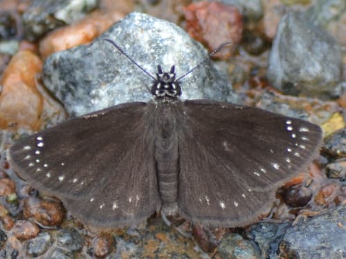 Common Sootywing