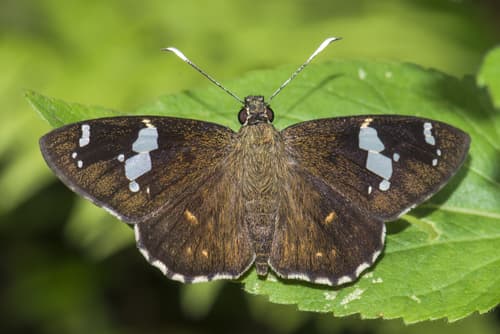 Common Spotted Flat
