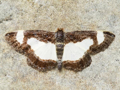 Common Spring Moth