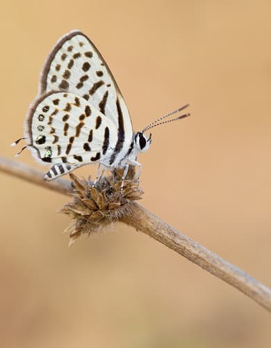 Common Tiger Blue