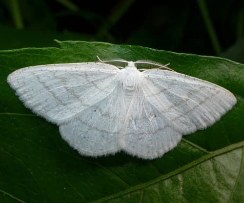 Common White Wave