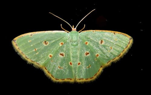 Green Emerald Moth
