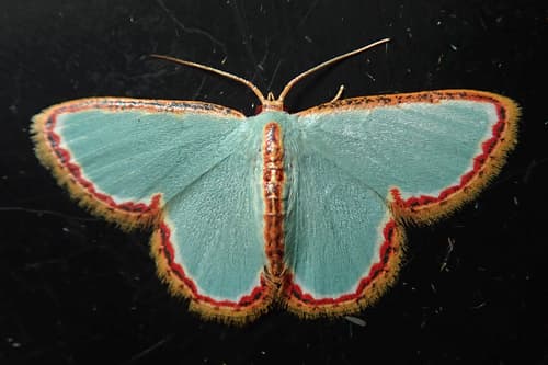 No common name found