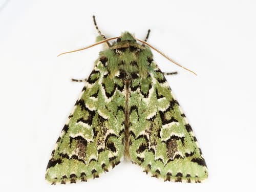 Comstock's Sallow