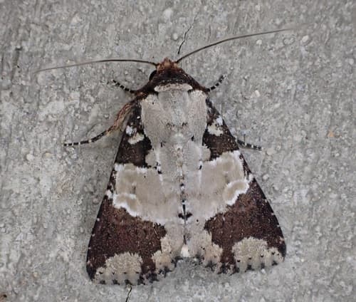 Condica Moth