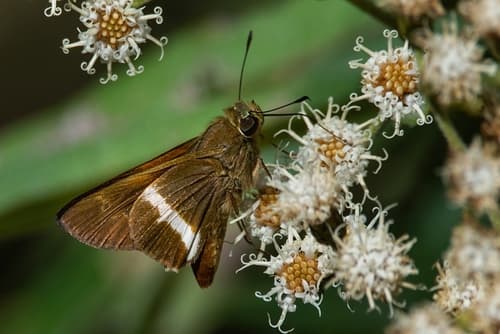 Conflua Skipper