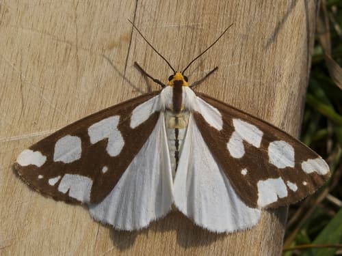 Confused Haploa Moth