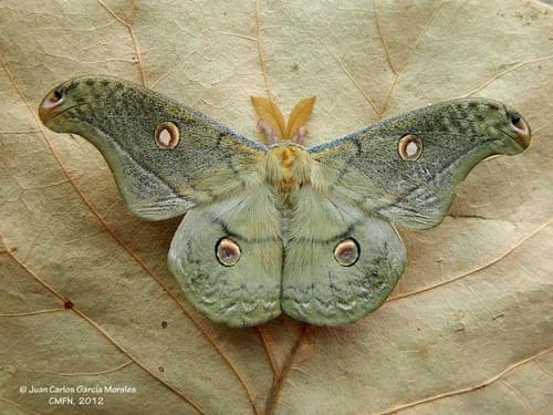 Lavender Copaxa Moth