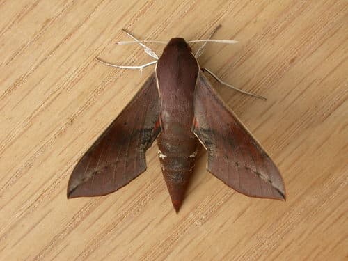 Coprosma Hawk Moth