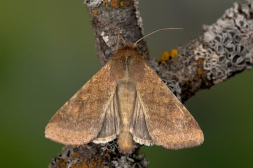 Cotton Bollworm Moth