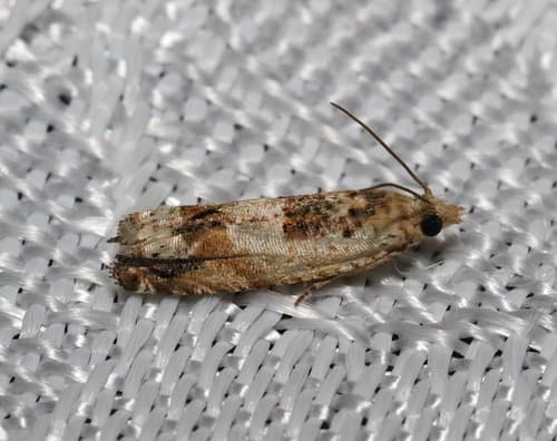 Cotton Tipworm Moth