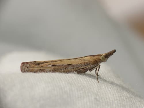 Couchgrass Webworm