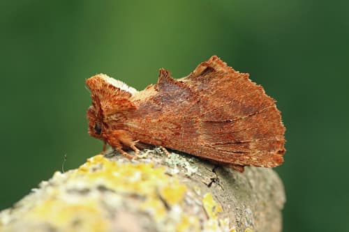 Coxcomb Prominent