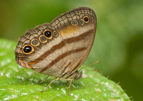 Cramer's Ringlet