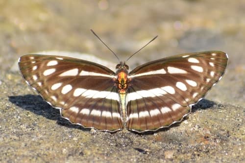 Cream-spotted Sailor