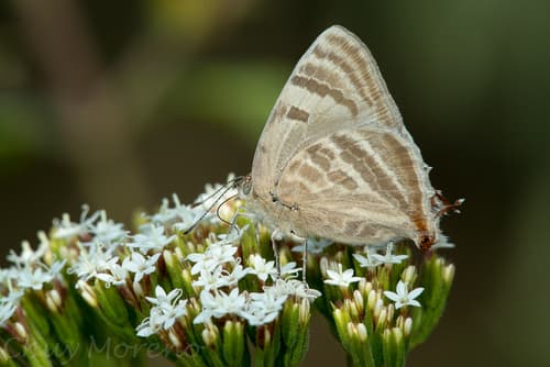 Creamy Stripe-streak